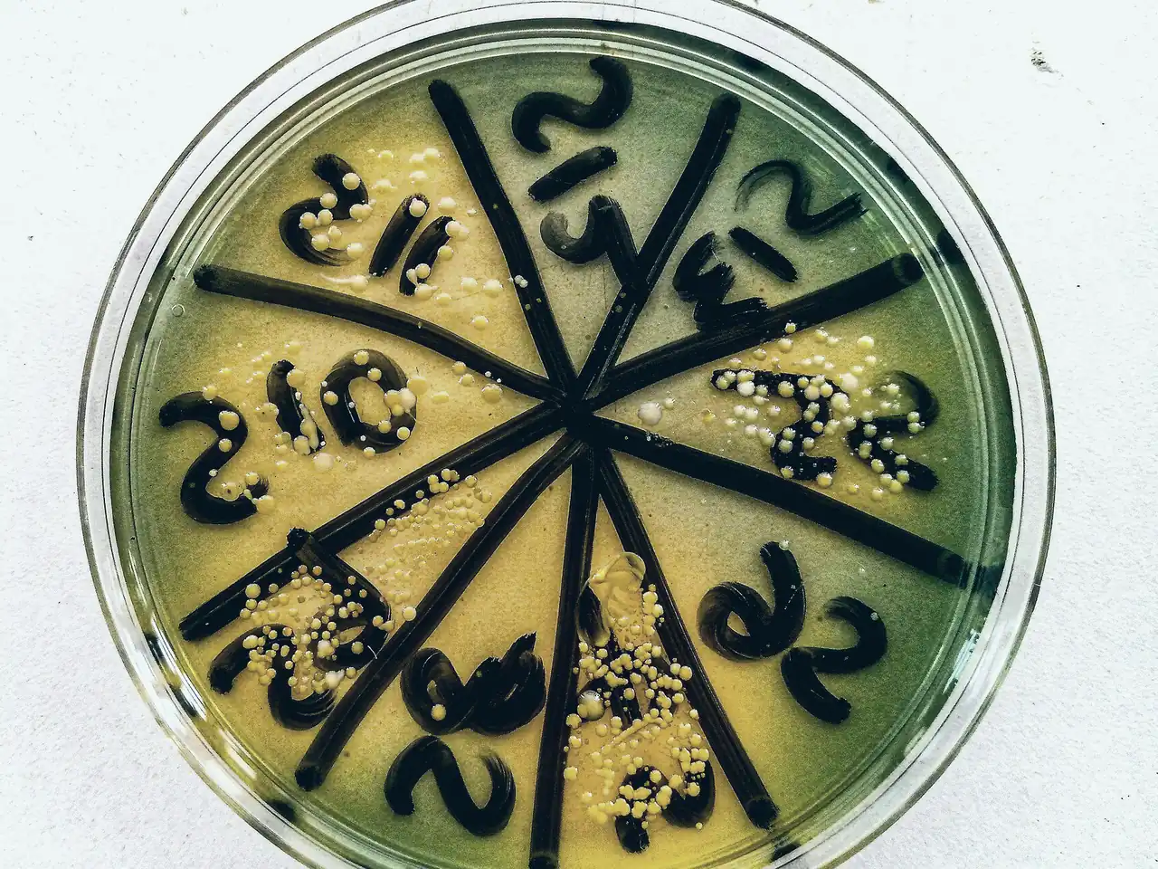 Petri dish divided into numbered sectors with bacterial colonies growing on agar