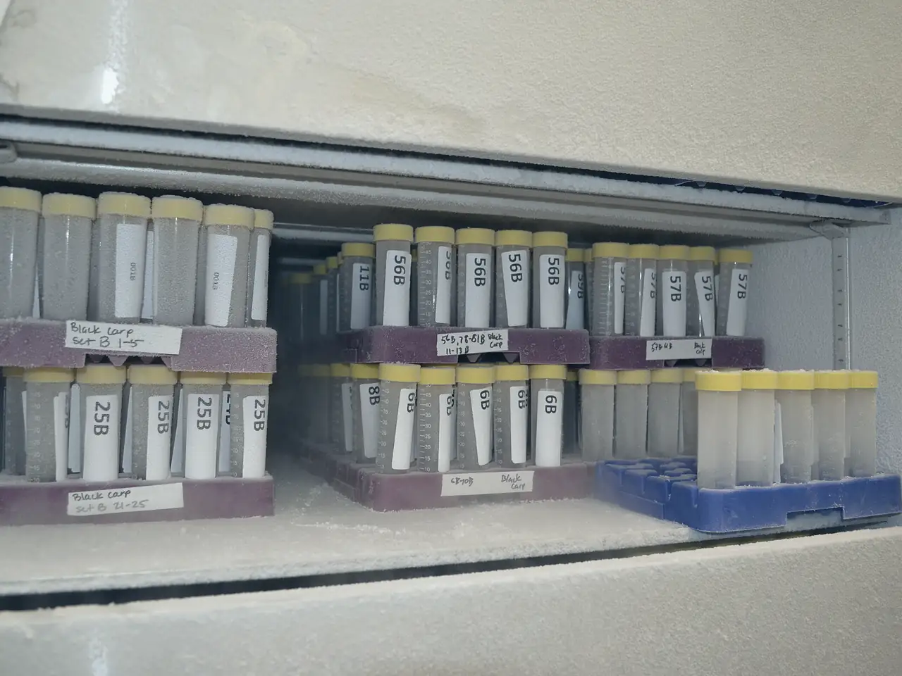 Labelled sample tubes stored in racks in a laboratory freezer