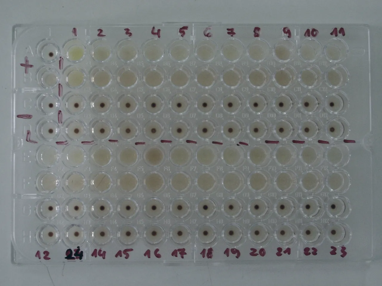 Numbered 96-well plate with samples