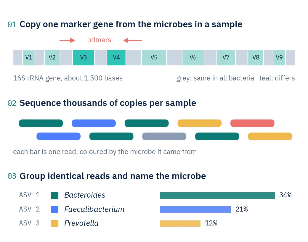 Diagram: the 16S gene with nine variable regions and primers on the conserved stretches around V3–V4; sequenced reads coloured by microbe; a table naming three sequence variants with their shares.