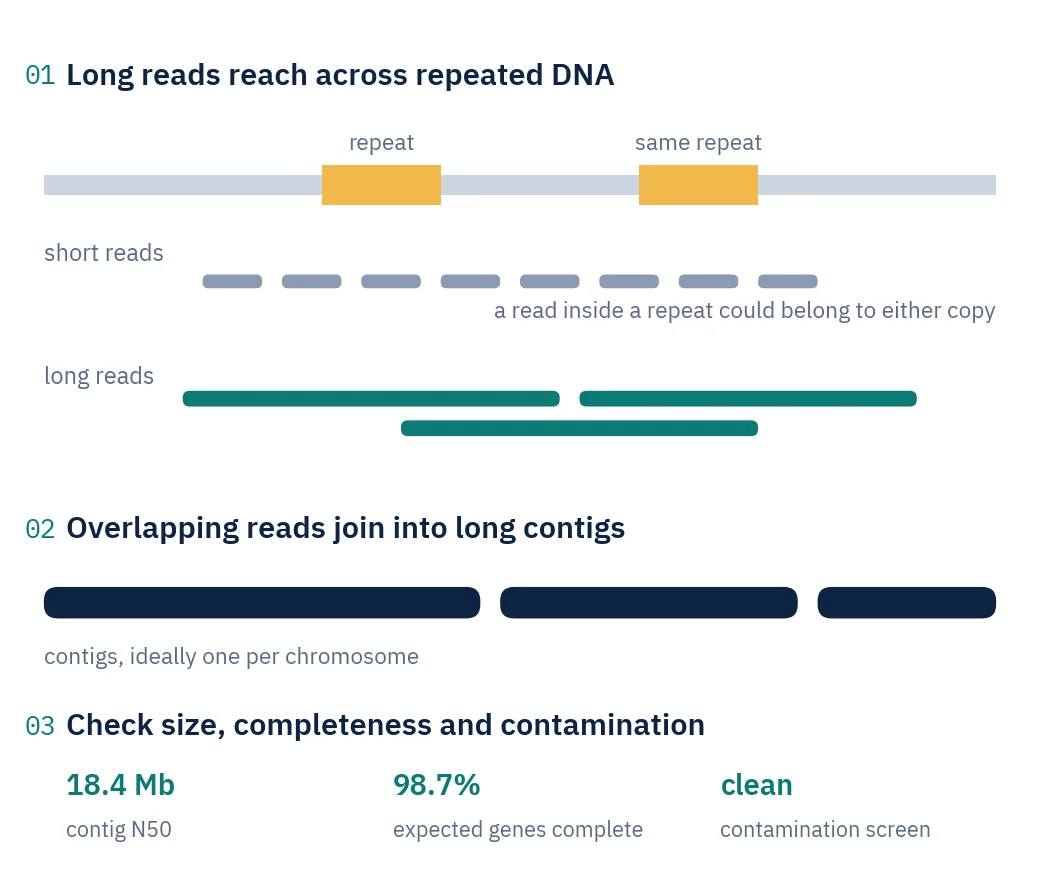 Diagram: a genome with two copies of a repeat; short reads that cannot be placed and long reads spanning the repeats; overlapping reads joined into contigs; summary values for contig N50, gene completeness and contamination screen.
