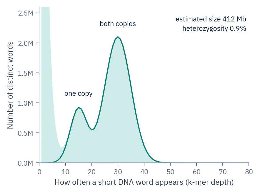 K-mer spectrum with a peak for DNA words found on one copy at about 15× and a larger peak for words on both copies at about 30×; estimated genome size 412 Mb, heterozygosity 0.9%.