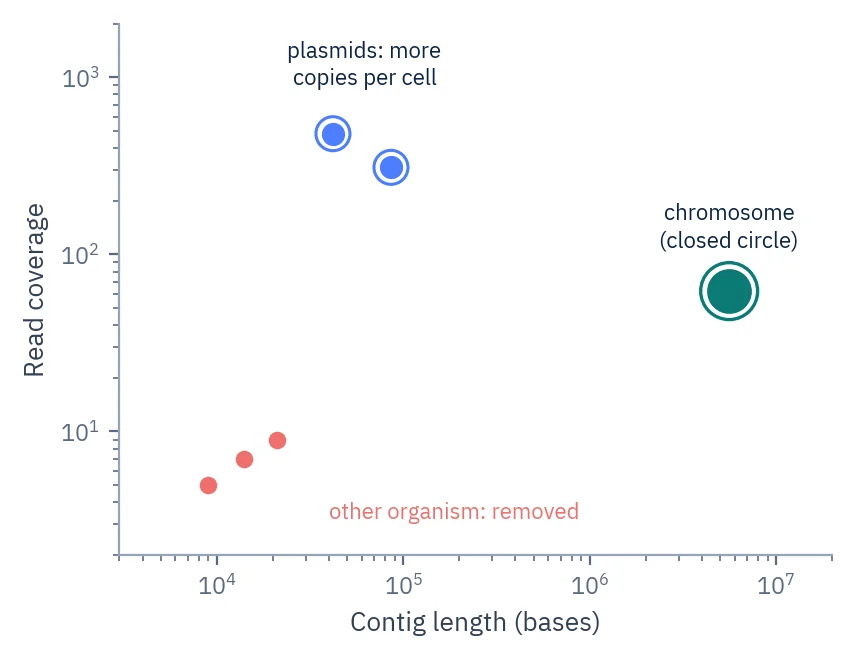 Scatter plot of contig length against read coverage: one closed circular chromosome, two circular plasmids with higher coverage, and three short contigs from another organism.