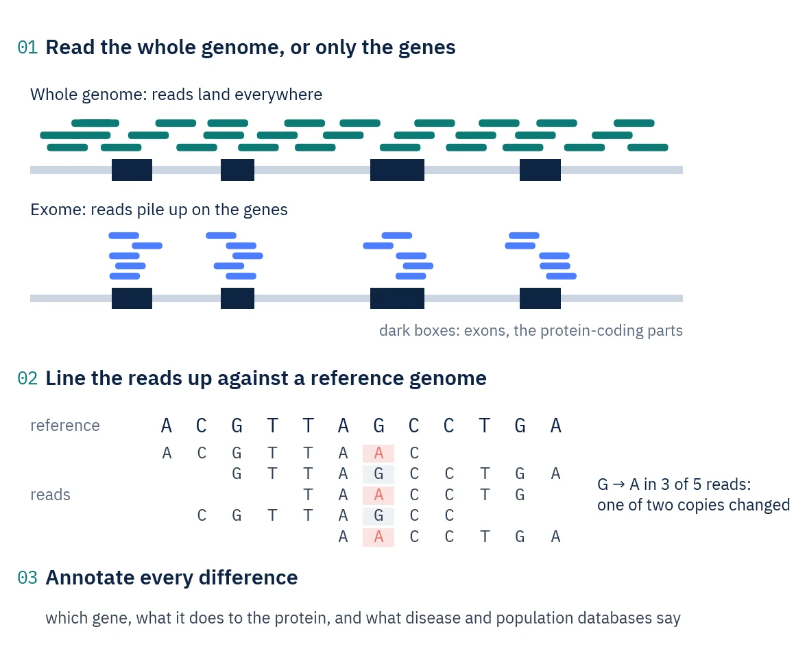 Diagram: reads spread along a whole genome compared with reads stacked on exons; below, reads aligned to a reference sequence with one position where three of five reads show A instead of G.