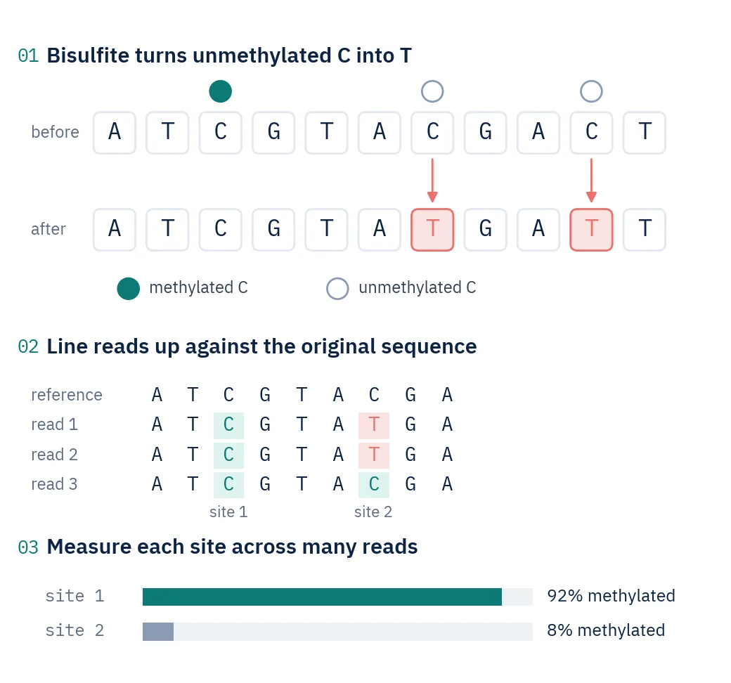 Diagram: a DNA sequence before and after bisulfite, with the methylated C unchanged and unmethylated Cs turned into T; aligned reads with two highlighted sites; bars showing 92% and 8% methylation.