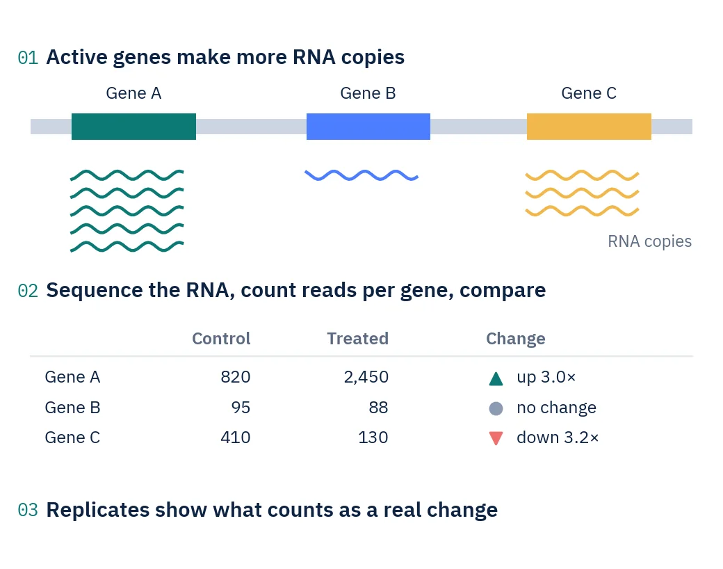 Diagram: three genes producing five, one and three RNA copies; a table of read counts per gene for control and treated samples; markers showing one gene up 3.0-fold, one unchanged and one down 3.2-fold.